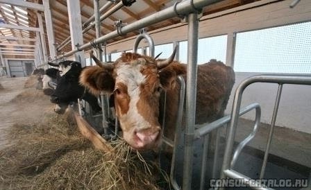 Молока в Приморье хватит на всех